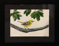 Blue-winged Warbler<br />by Dennis Shepler 202//159